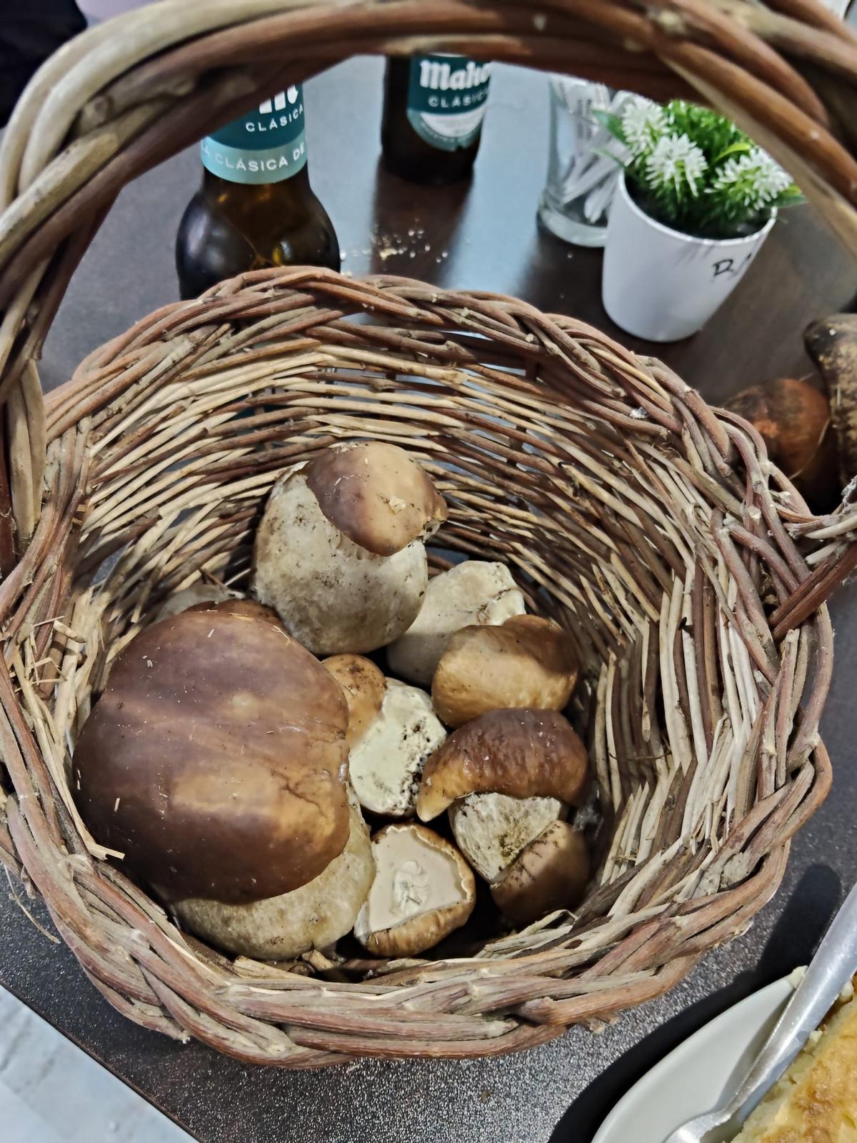 Micología en Navaluenga